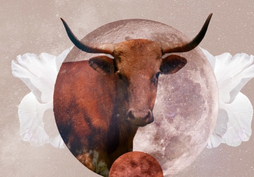 Taurus Monthly Horoscope Forecasts